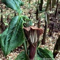 Arisaema utile Photo: J. Amand